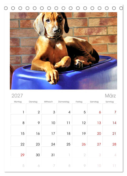 Rhodesian Ridgeback - Moments (CALVENDO Tischplaner A5H 2027)