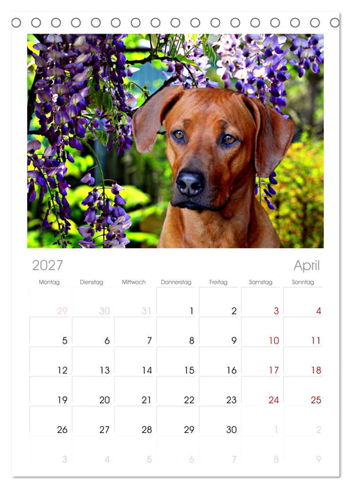 Rhodesian Ridgeback - Moments (CALVENDO Tischplaner A5H 2027)
