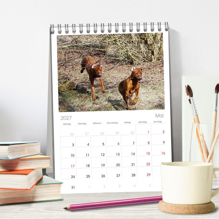 Rhodesian Ridgeback - Moments (CALVENDO Tischplaner A5H 2027)