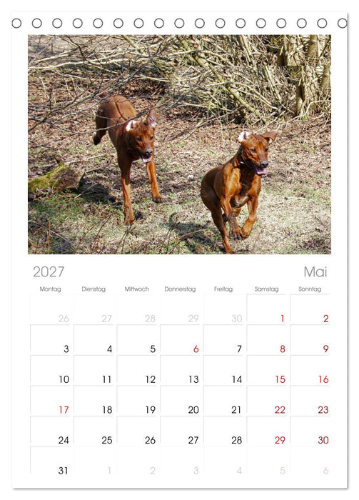 Rhodesian Ridgeback - Moments (CALVENDO Tischplaner A5H 2027)