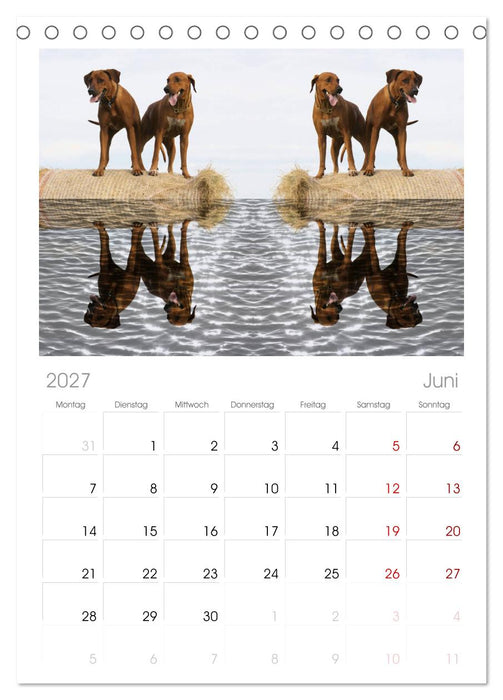 Rhodesian Ridgeback - Moments (CALVENDO Tischplaner A5H 2027)