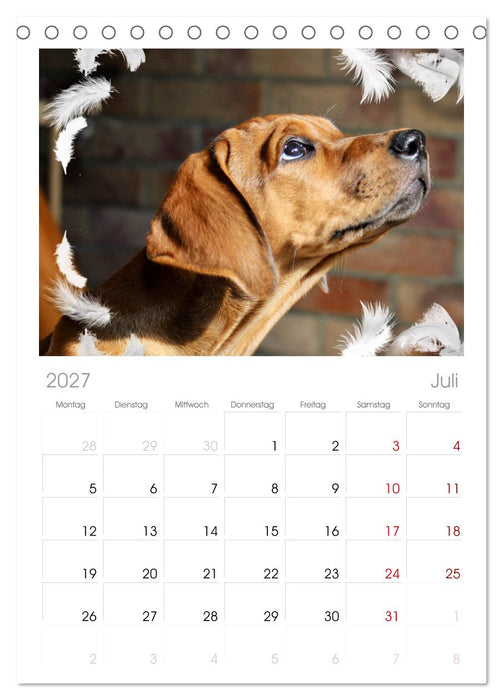Rhodesian Ridgeback - Moments (CALVENDO Tischplaner A5H 2027)