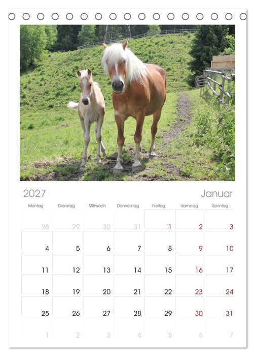 Alpenpferde (CALVENDO Tischplaner A5H 2027)