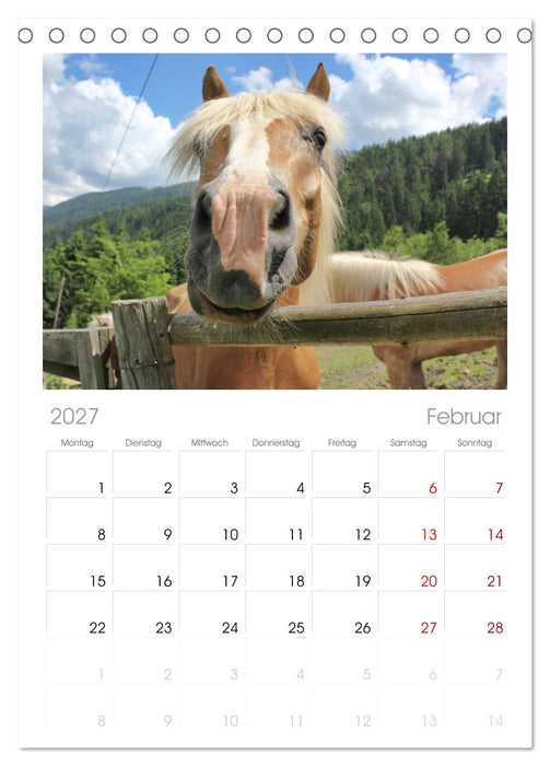 Alpenpferde (CALVENDO Tischplaner A5H 2027)