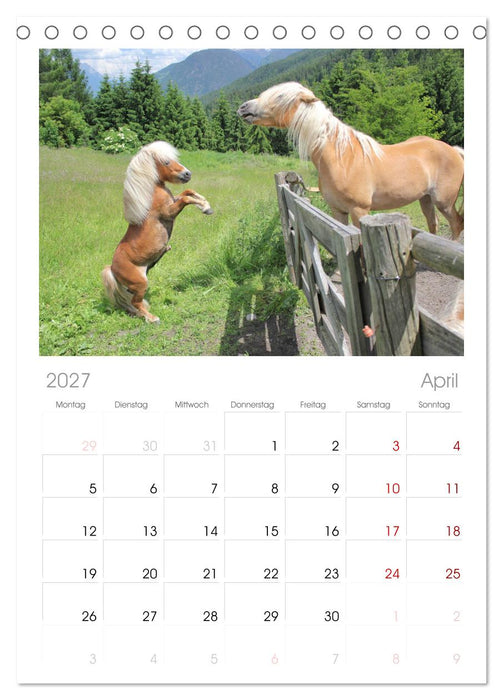 Alpenpferde (CALVENDO Tischplaner A5H 2027)