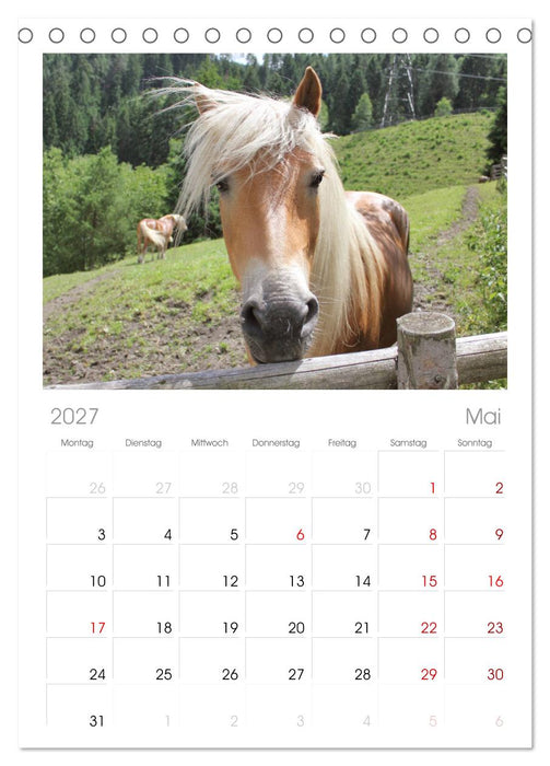 Alpenpferde (CALVENDO Tischplaner A5H 2027)