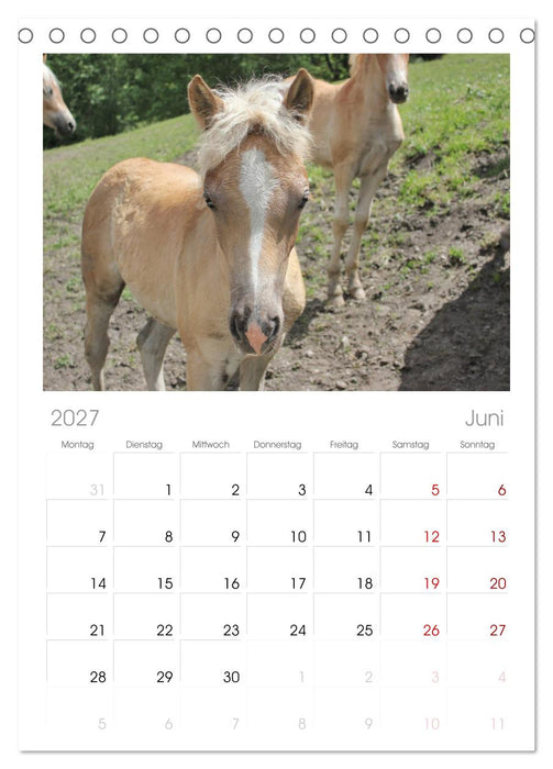 Alpenpferde (CALVENDO Tischplaner A5H 2027)