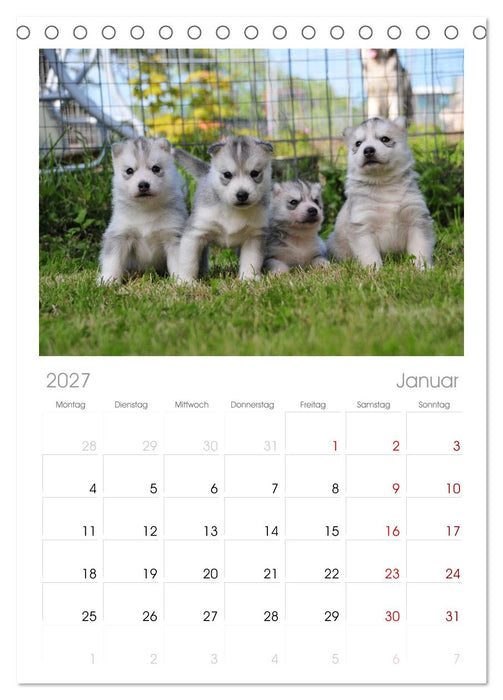 Husky Welpen (CALVENDO Tischplaner A5H 2027)