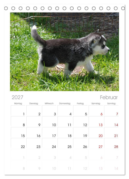 Husky Welpen (CALVENDO Tischplaner A5H 2027)