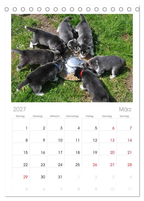 Husky Welpen (CALVENDO Tischplaner A5H 2027)