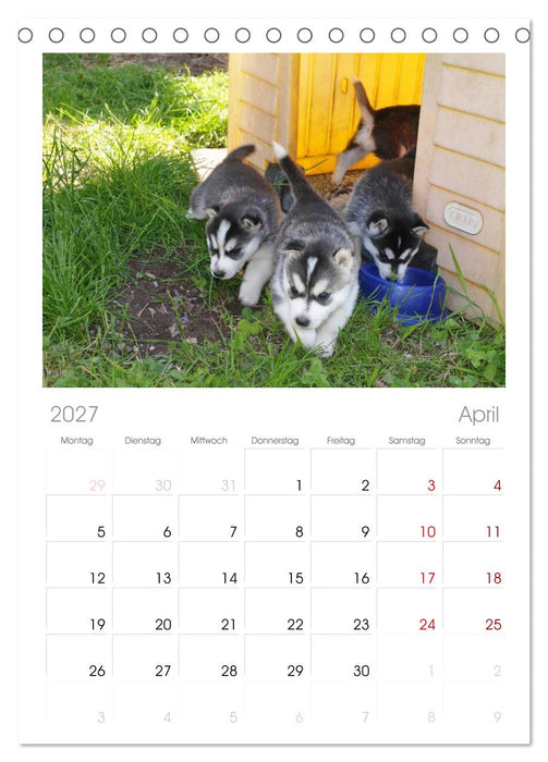 Husky Welpen (CALVENDO Tischplaner A5H 2027)