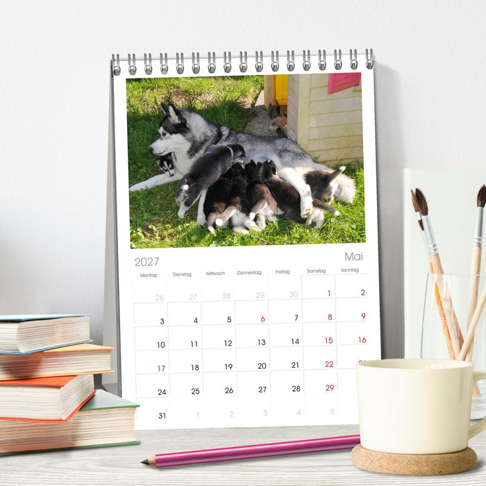 Husky Welpen (CALVENDO Tischplaner A5H 2027)
