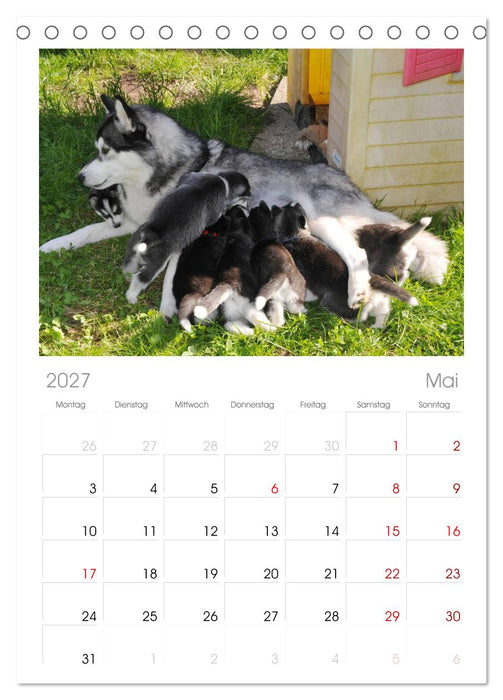 Husky Welpen (CALVENDO Tischplaner A5H 2027)
