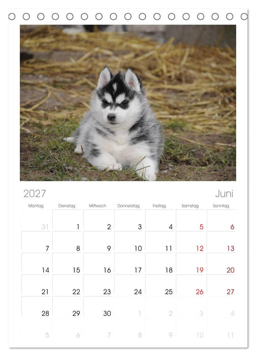 Husky Welpen (CALVENDO Tischplaner A5H 2027)