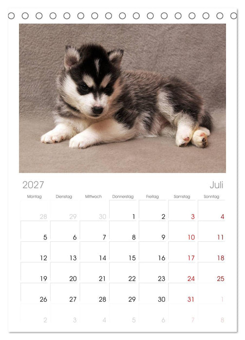 Husky Welpen (CALVENDO Tischplaner A5H 2027)