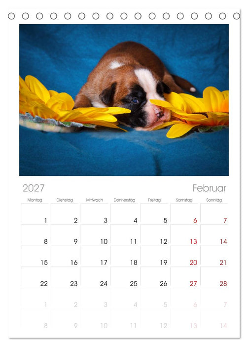 Wenn ich groß bin werd' ich Boxer (CALVENDO Tischplaner A5H 2027)