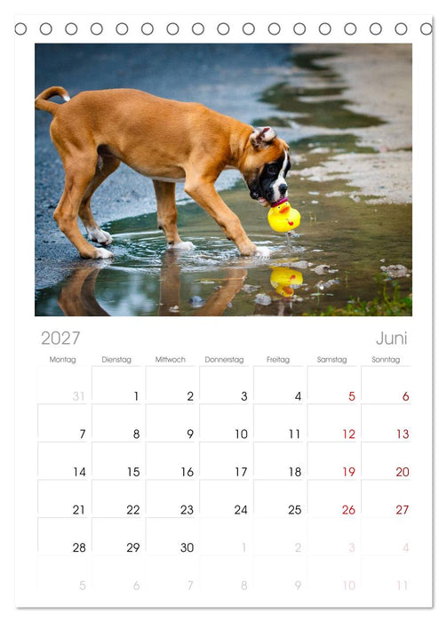 Wenn ich groß bin werd' ich Boxer (CALVENDO Tischplaner A5H 2027)