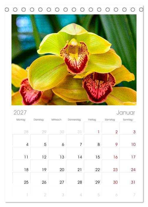 Wunderbare Orchideen (CALVENDO Tischplaner A5H 2027)