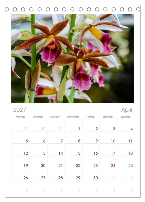Wunderbare Orchideen (CALVENDO Tischplaner A5H 2027)