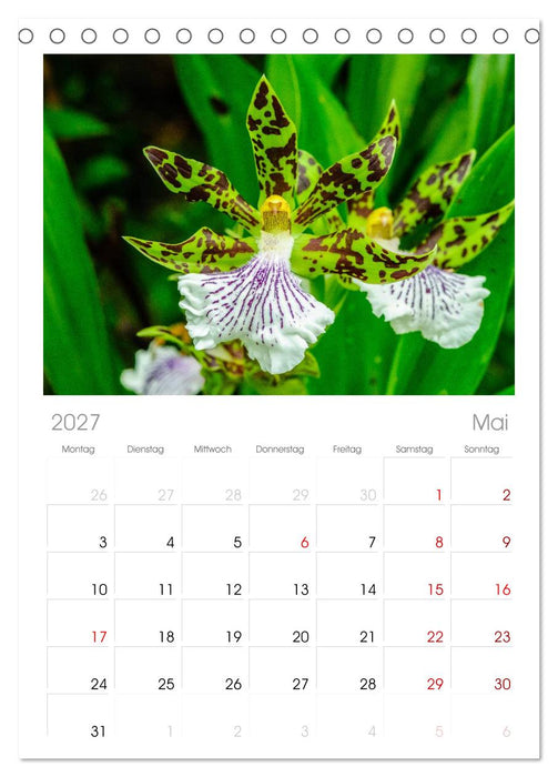 Wunderbare Orchideen (CALVENDO Tischplaner A5H 2027)