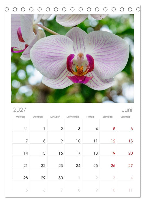 Wunderbare Orchideen (CALVENDO Tischplaner A5H 2027)