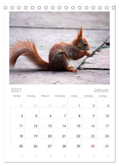 Eichhörnchen (CALVENDO Tischplaner A5H 2027)