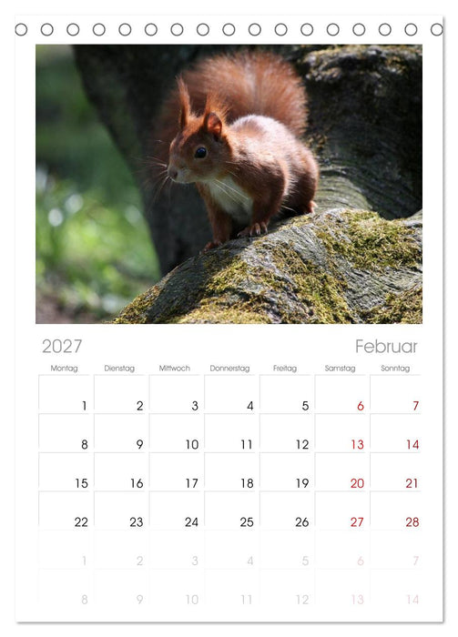 Eichhörnchen (CALVENDO Tischplaner A5H 2027)