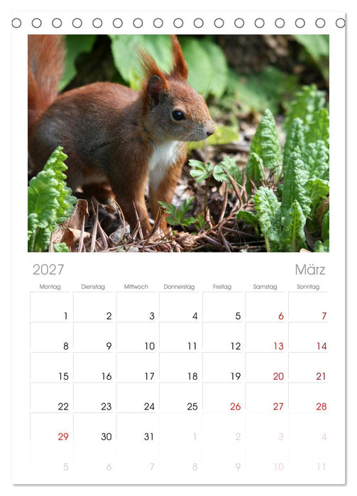 Eichhörnchen (CALVENDO Tischplaner A5H 2027)