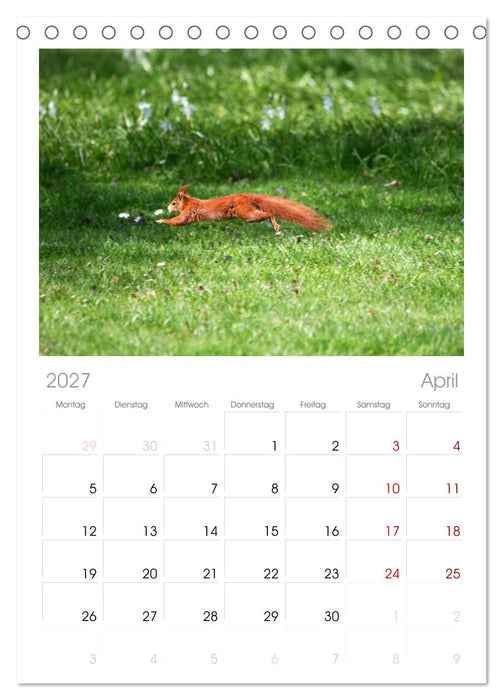Eichhörnchen (CALVENDO Tischplaner A5H 2027)