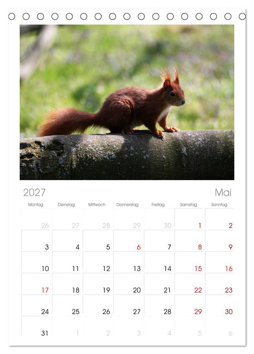 Eichhörnchen (CALVENDO Tischplaner A5H 2027)