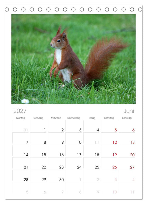 Eichhörnchen (CALVENDO Tischplaner A5H 2027)