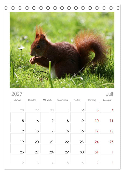 Eichhörnchen (CALVENDO Tischplaner A5H 2027)