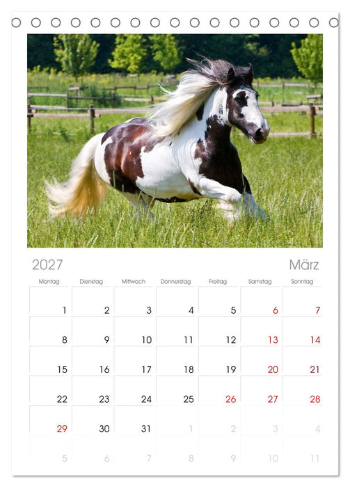 Irish Tinker (CALVENDO Tischplaner A5H 2027)