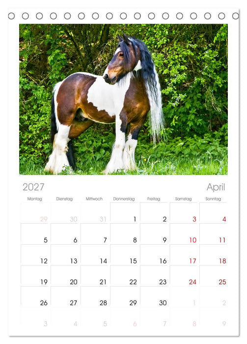 Irish Tinker (CALVENDO Tischplaner A5H 2027)