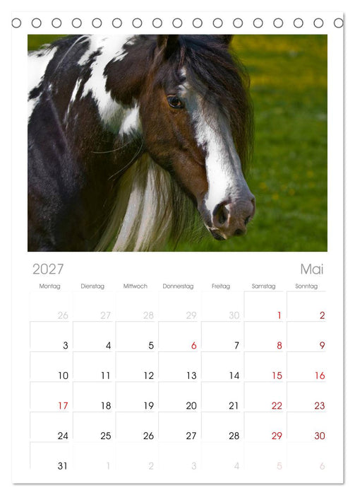 Irish Tinker (CALVENDO Tischplaner A5H 2027)