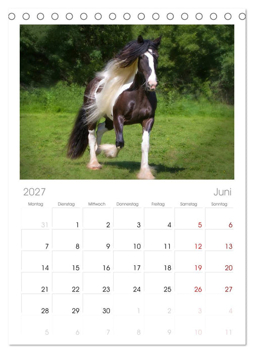 Irish Tinker (CALVENDO Tischplaner A5H 2027)