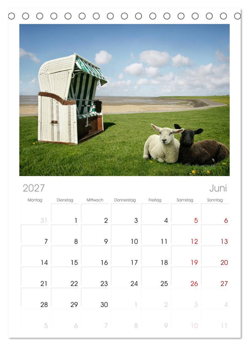 Nordsee Schafe (CALVENDO Tischplaner A5H 2027)