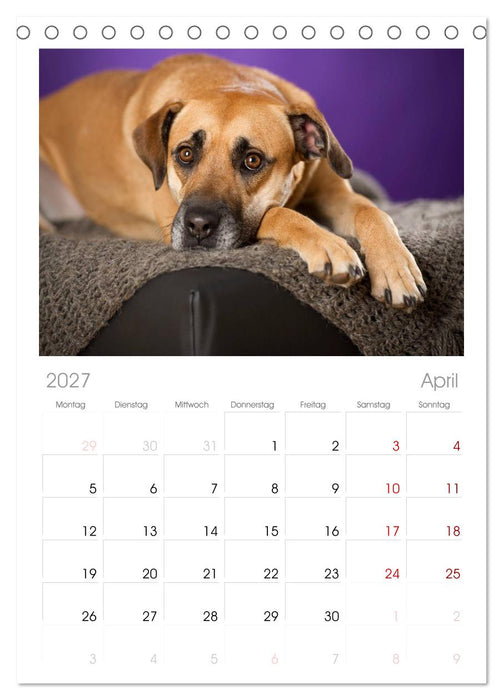 Bunte Pfoten (CALVENDO Tischplaner A5H 2027)