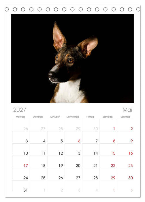 Bunte Pfoten (CALVENDO Tischplaner A5H 2027)