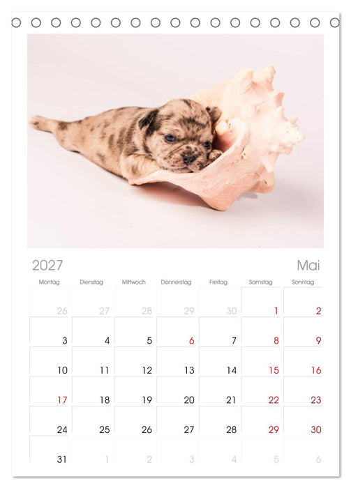 Möpse (CALVENDO Tischplaner A5H 2027)