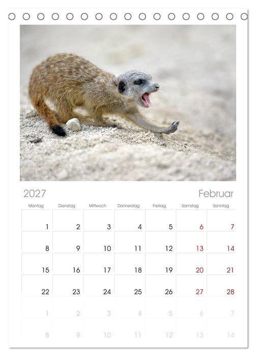 Lustige Erdmännchen (CALVENDO Tischplaner A5H 2027)