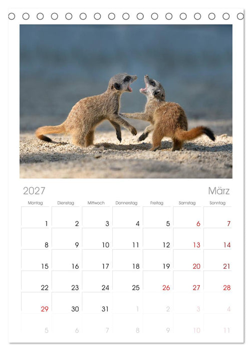 Lustige Erdmännchen (CALVENDO Tischplaner A5H 2027)