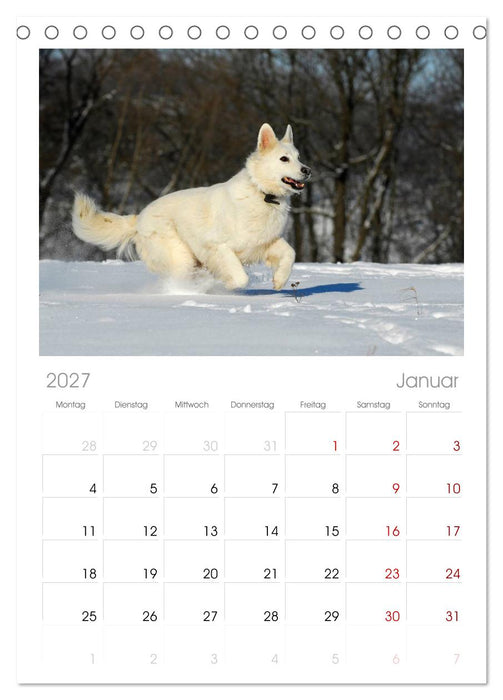 Weißer Schweizer Schäferhund (CALVENDO Tischplaner A5H 2027)