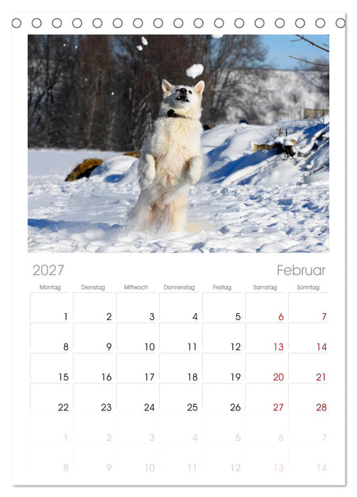 Weißer Schweizer Schäferhund (CALVENDO Tischplaner A5H 2027)