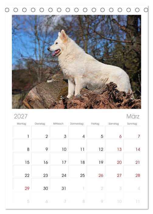 Weißer Schweizer Schäferhund (CALVENDO Tischplaner A5H 2027)