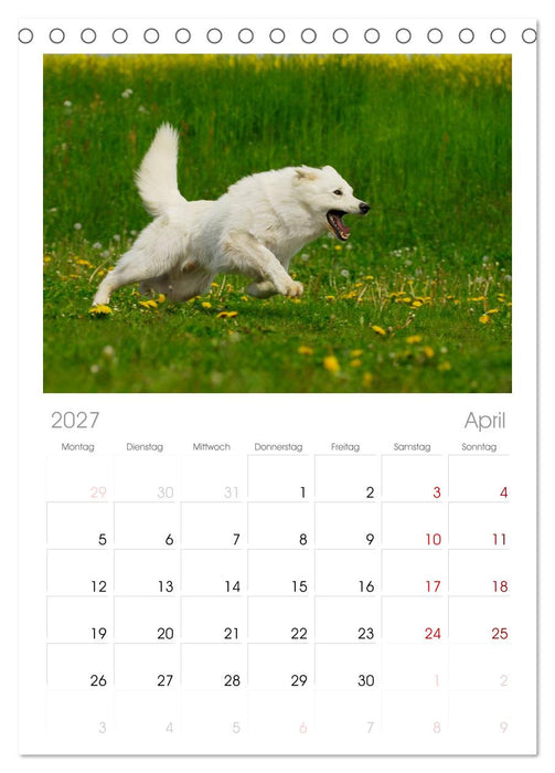 Weißer Schweizer Schäferhund (CALVENDO Tischplaner A5H 2027)