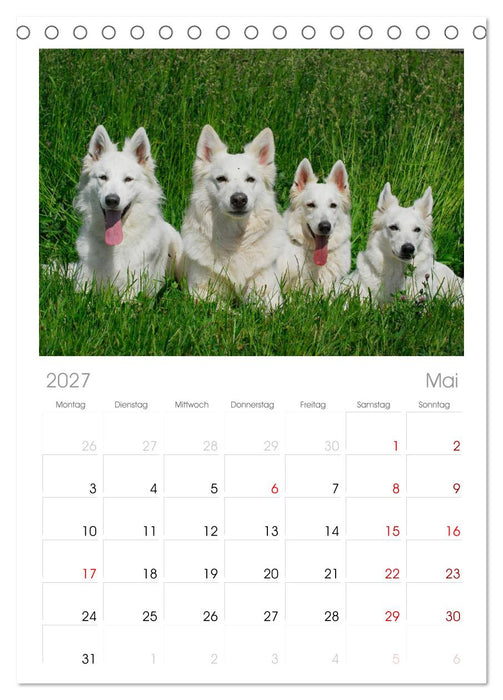 Weißer Schweizer Schäferhund (CALVENDO Tischplaner A5H 2027)