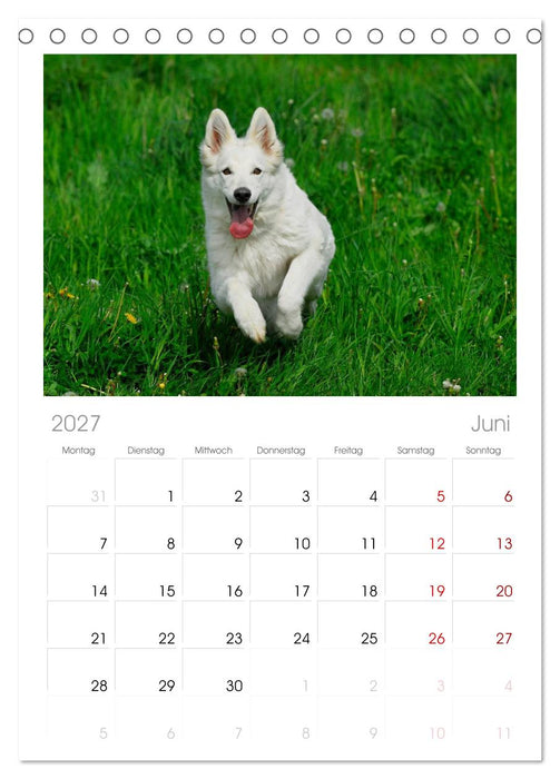Weißer Schweizer Schäferhund (CALVENDO Tischplaner A5H 2027)