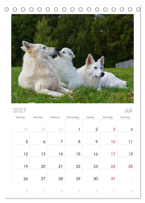 Weißer Schweizer Schäferhund (CALVENDO Tischplaner A5H 2027)