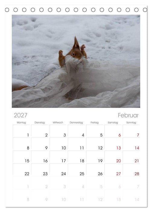 Spaß mit Eichhörnchen! (CALVENDO Tischplaner A5H 2027)